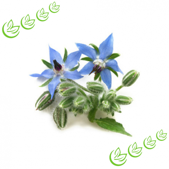 Boragesamenöl kaltgepresst BIO 5 l